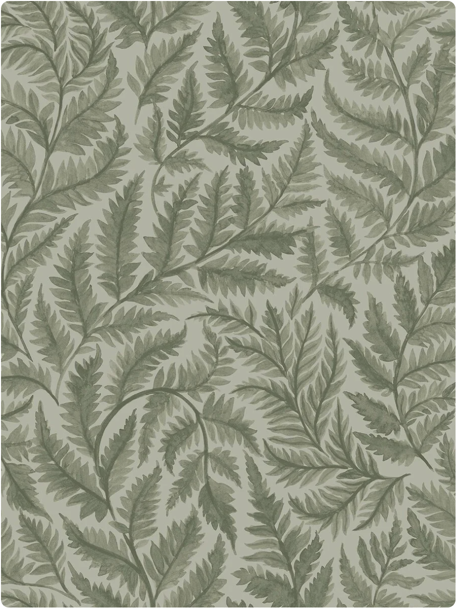 Ferns