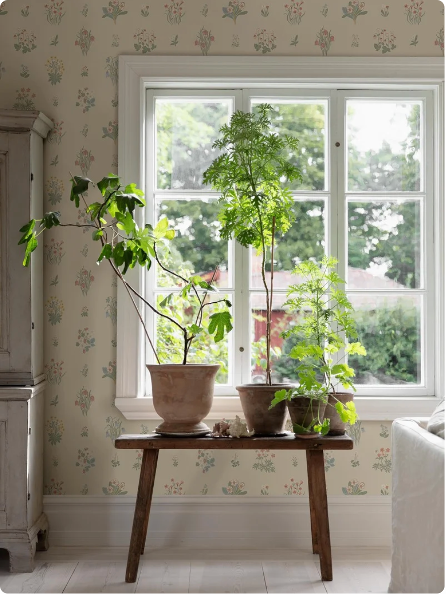 Ängsflora