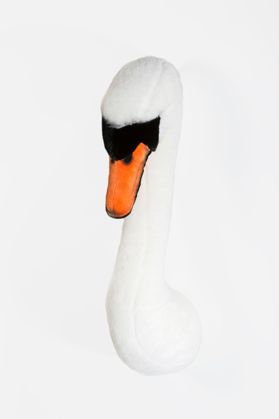 Animais, Cisne Joana