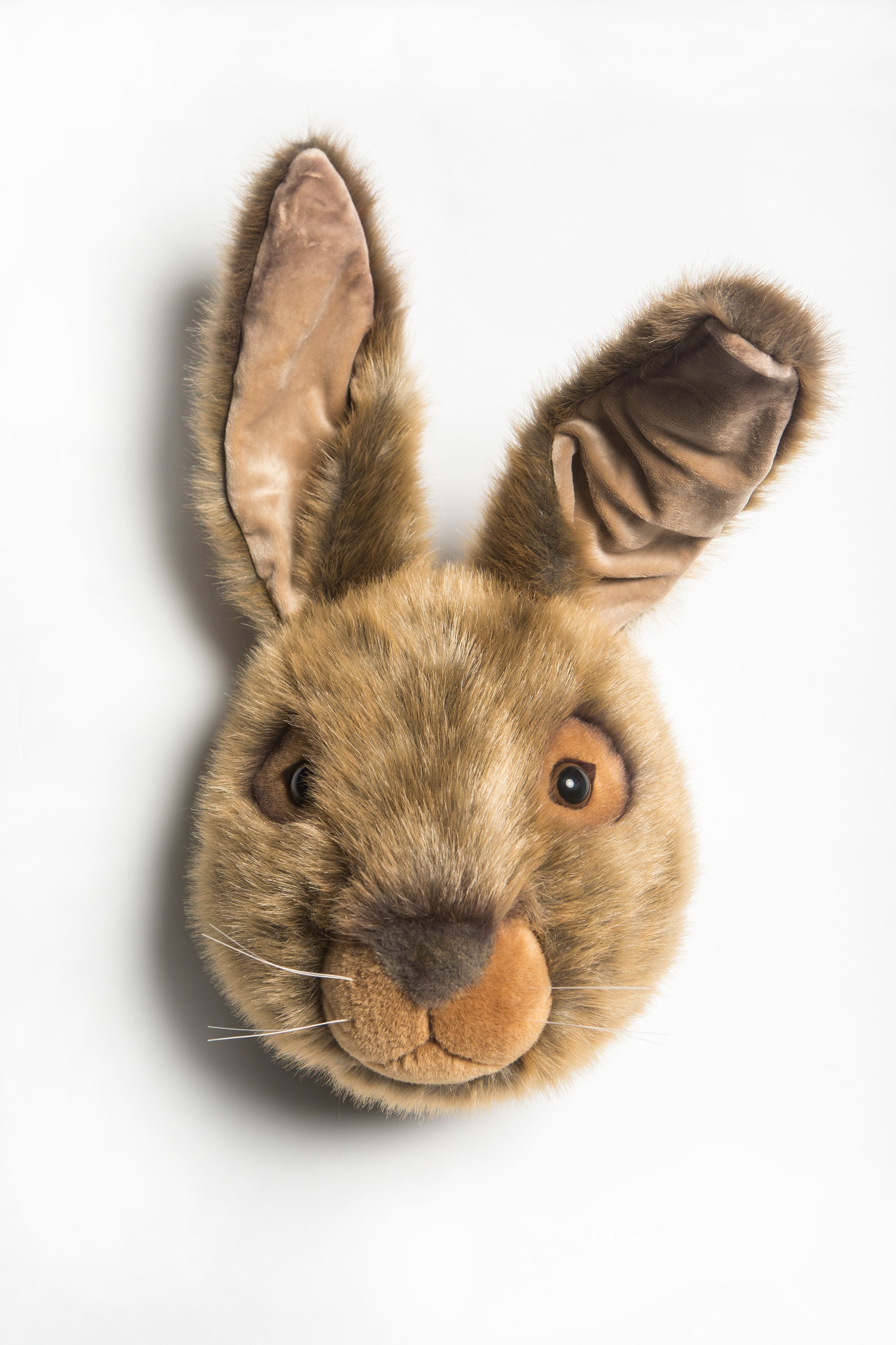 Animais, Lebre Lewis