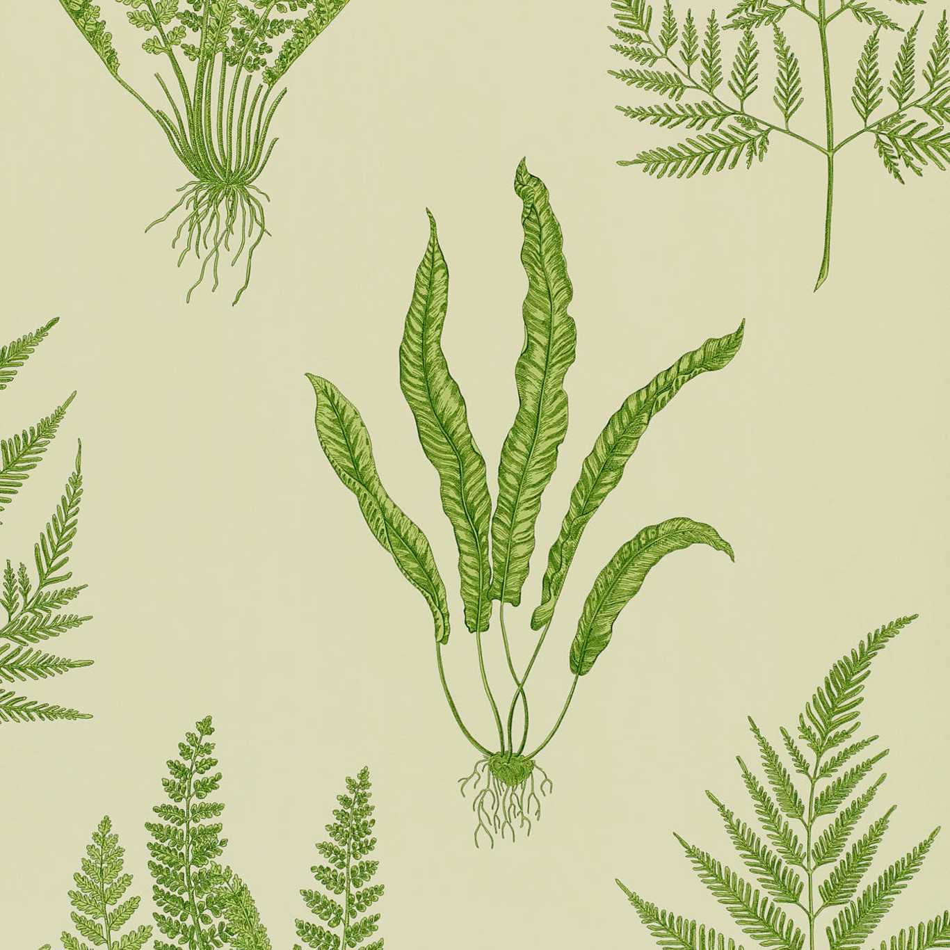 Papel de Parede, Woodland Ferns