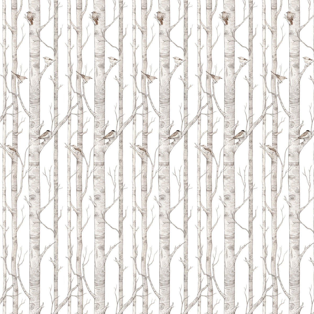 Birch Forest Wallpaper